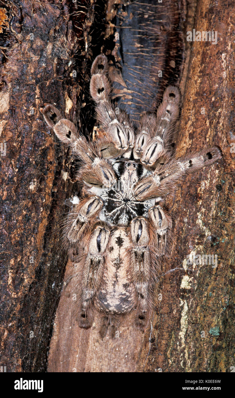 Togo or Starburst Baboon Spider, Hetroscodra maculata, Tarantula, West Africa, captive Stock Photo