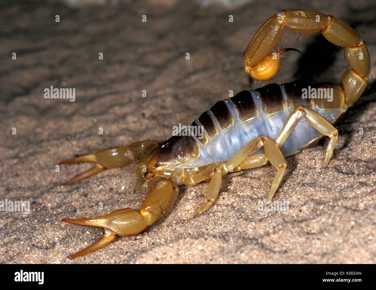 Scorpion, Hadrurus arizonensis, Arizona, sting in tail. Stock Photo