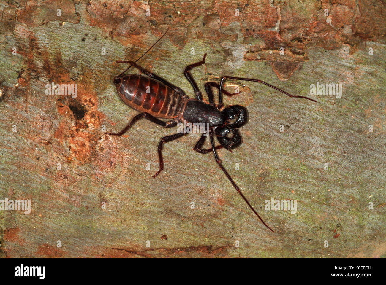 Vinegaroon, Mastigoproctus gigantaus, Texas Whip Scorpion, emits an formic acid from glands at abdomen which smells like vinegar Stock Photo