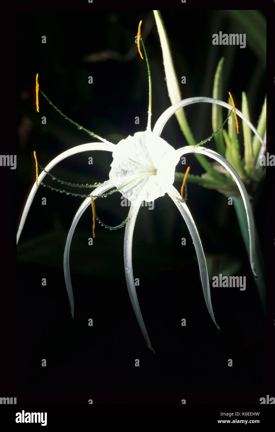 Spider Lily, Lycoris genus, Thailand Stock Photo