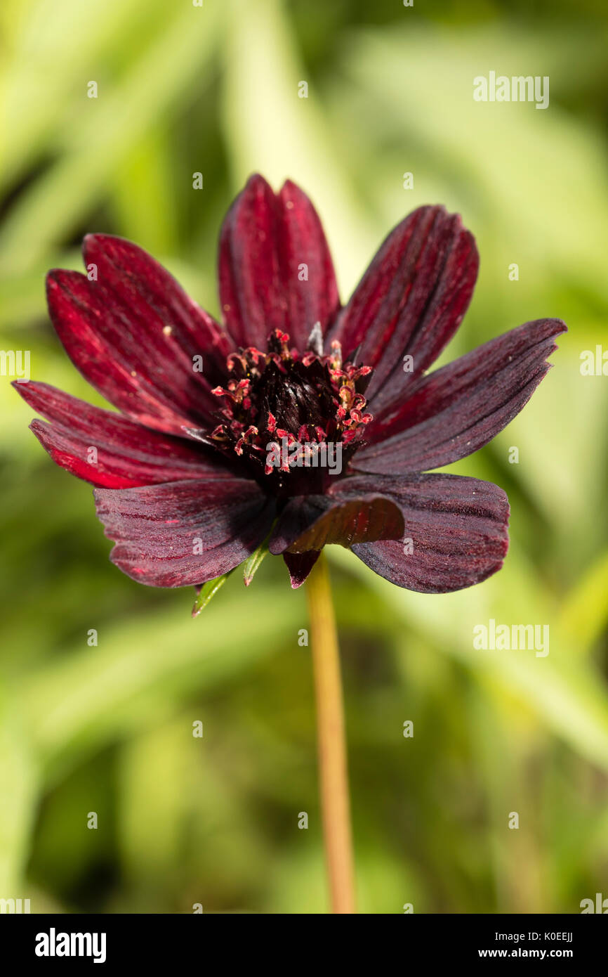 Dark red flower of the chocolate scented tender perennial, Cosmos atrosanguineus Stock Photo