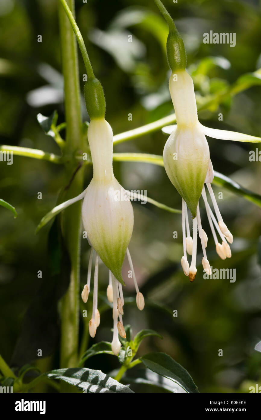 Green tipped white  flowers of the hardy shrub fuchia, Fuchsia magellanica 'Hawkshead' Stock Photo