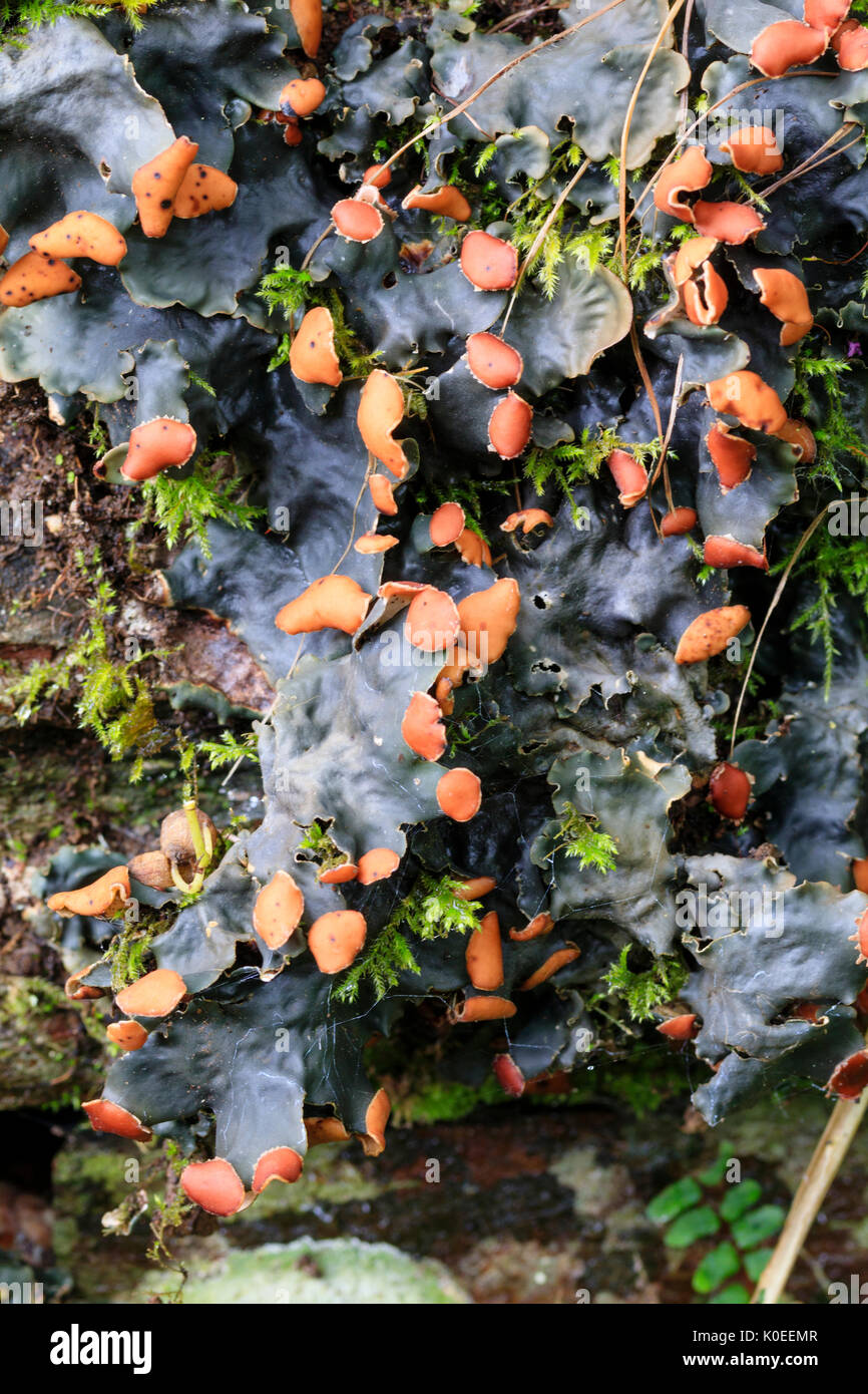 Brown apothecia adorn the grey lobed uppersides of the common grassland dog lichen, Peltigera canina Stock Photo