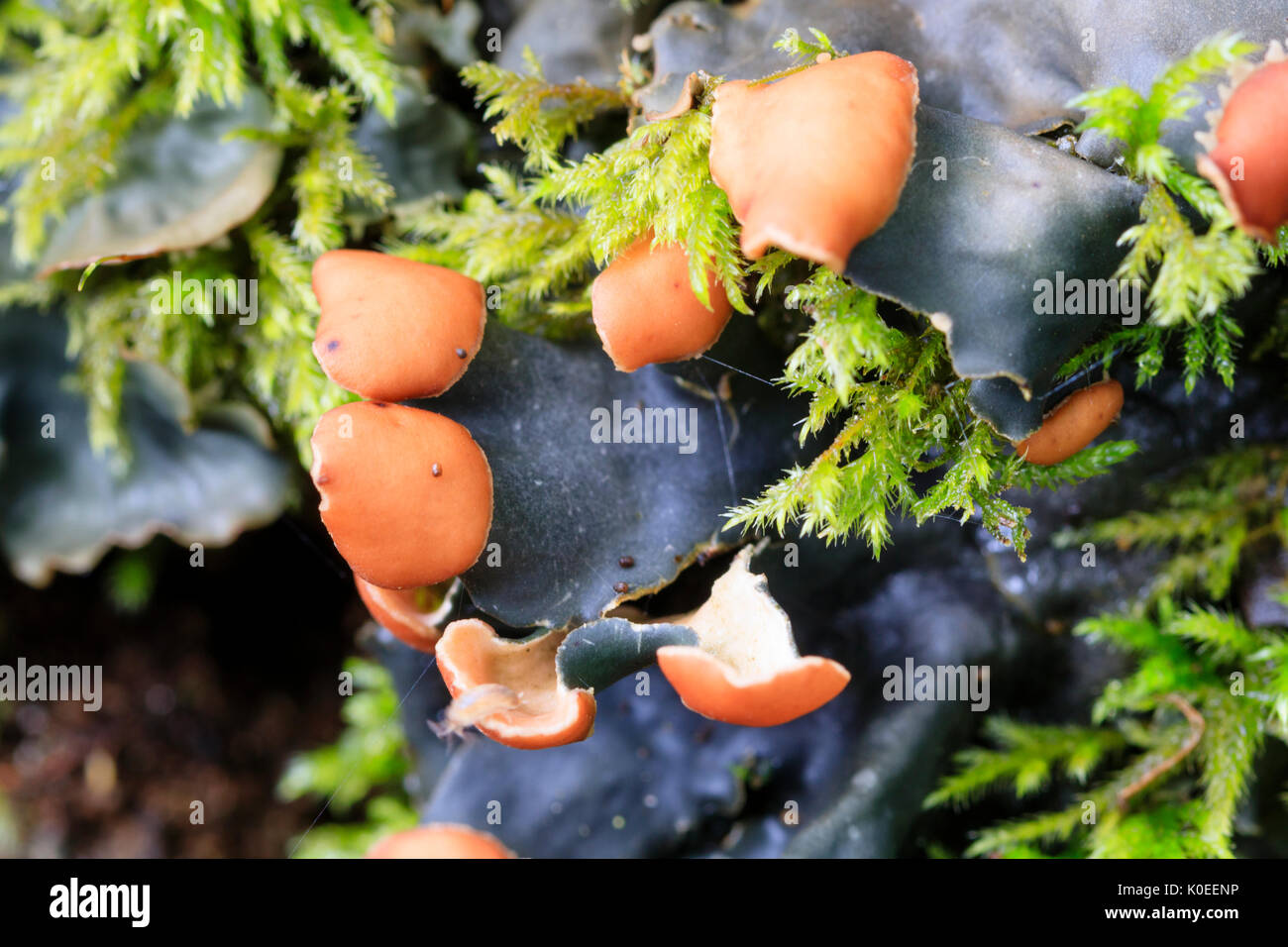 Brown apothecia adorn the grey lobed uppersides of the common grassland dog lichen, Peltigera canina Stock Photo
