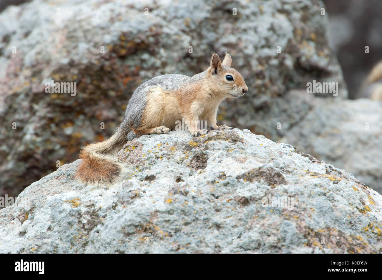 Persian Squirrel, Sciunus anomalus, Lesvos Island, Greece, endemic, IUCN Red List of Threatened Species , lesbos Stock Photo