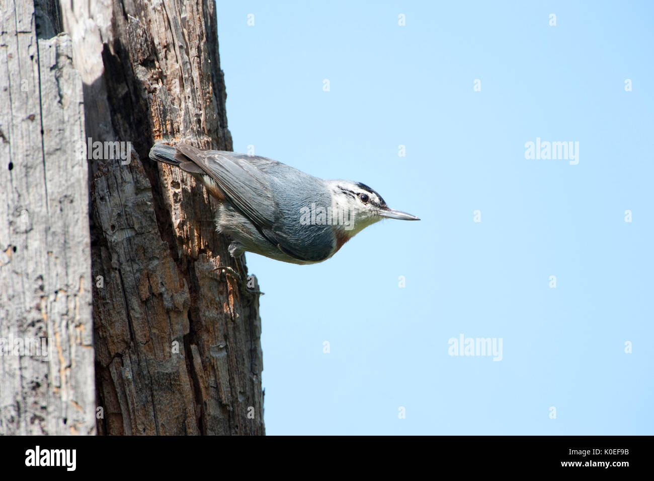 Kruper's Nuthatch, Sitta krueperi, Lesvos Island, Greece, perched at nest hold in tree , lesbos Stock Photo