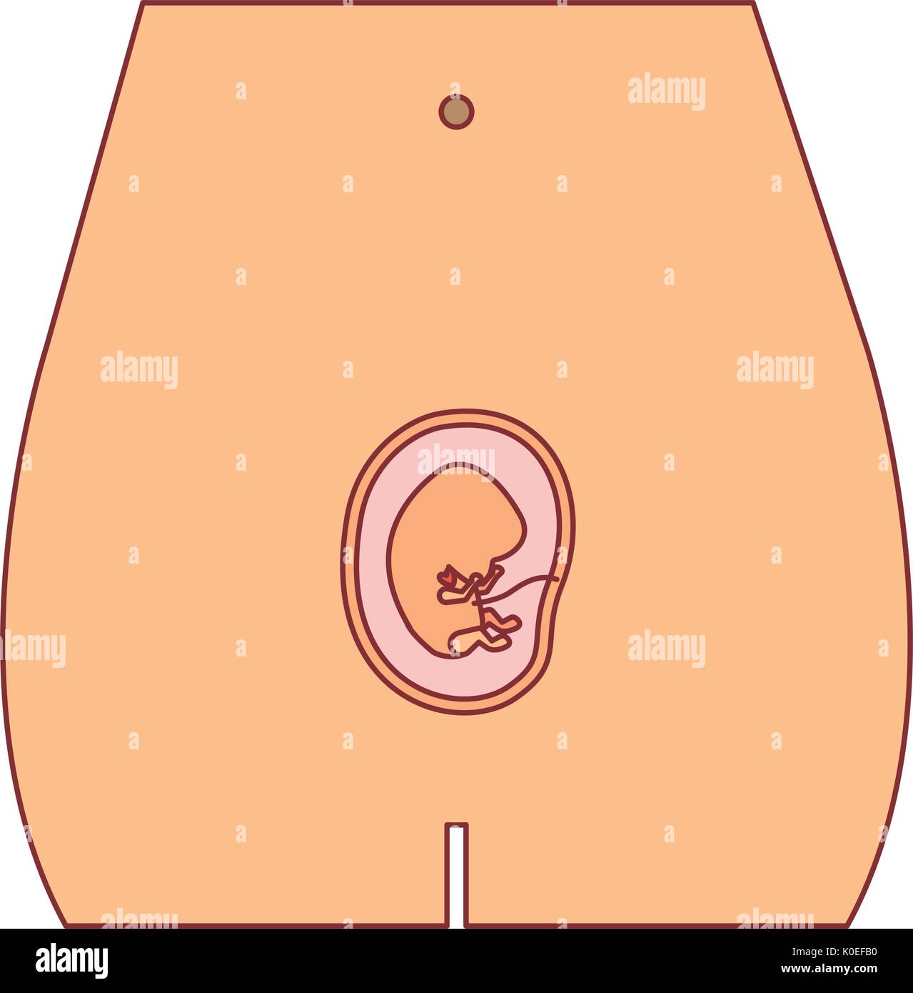 color silhouette of front view pregnancy process in female body embryo growth Stock Vector