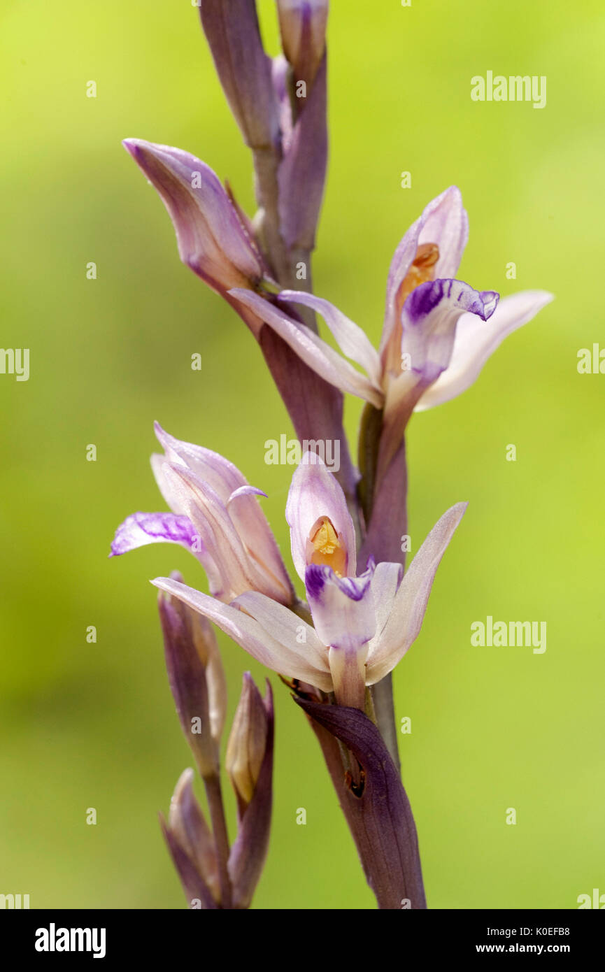 Orchis morio sp, Picta Lesvos Island Greece, Green-winged Orchid or Green-veined Orchid  , lesbos Stock Photo