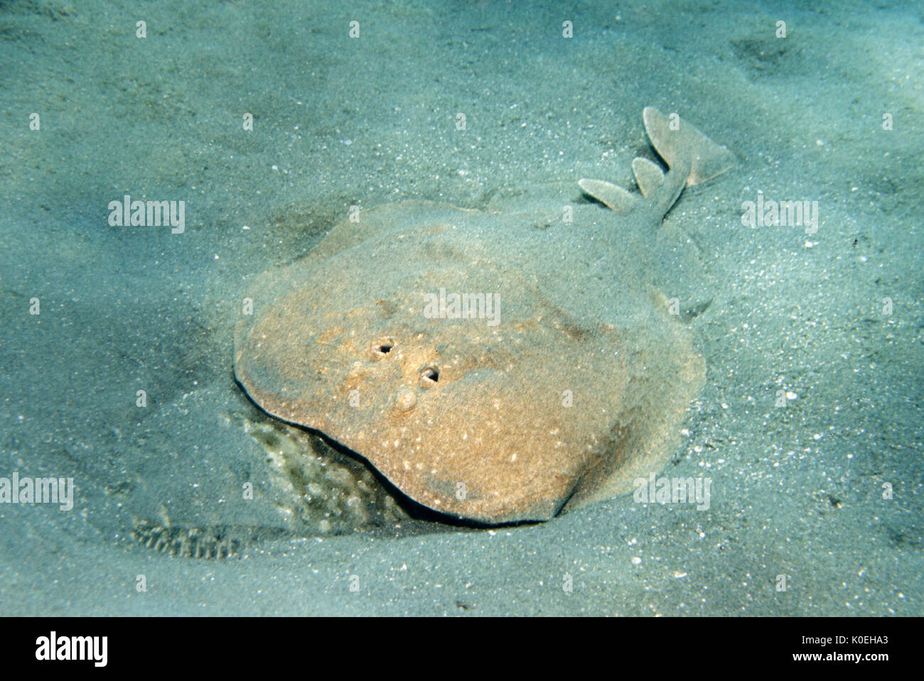 Leopard Torpedo, Torpedo panthera, Red Sea, Sharm el-Sheikh, feeding on flat fish on sandy sea bed, electric ray, Classified as Data Deficient (DD) on Stock Photo