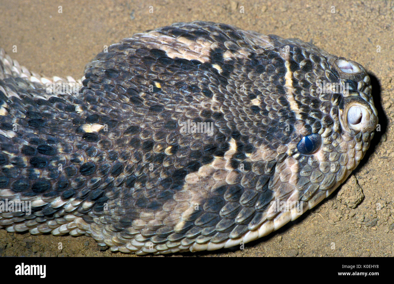 Puff Adder Bitis Arietans Africa Close Up Of Head A Venomous Viper 