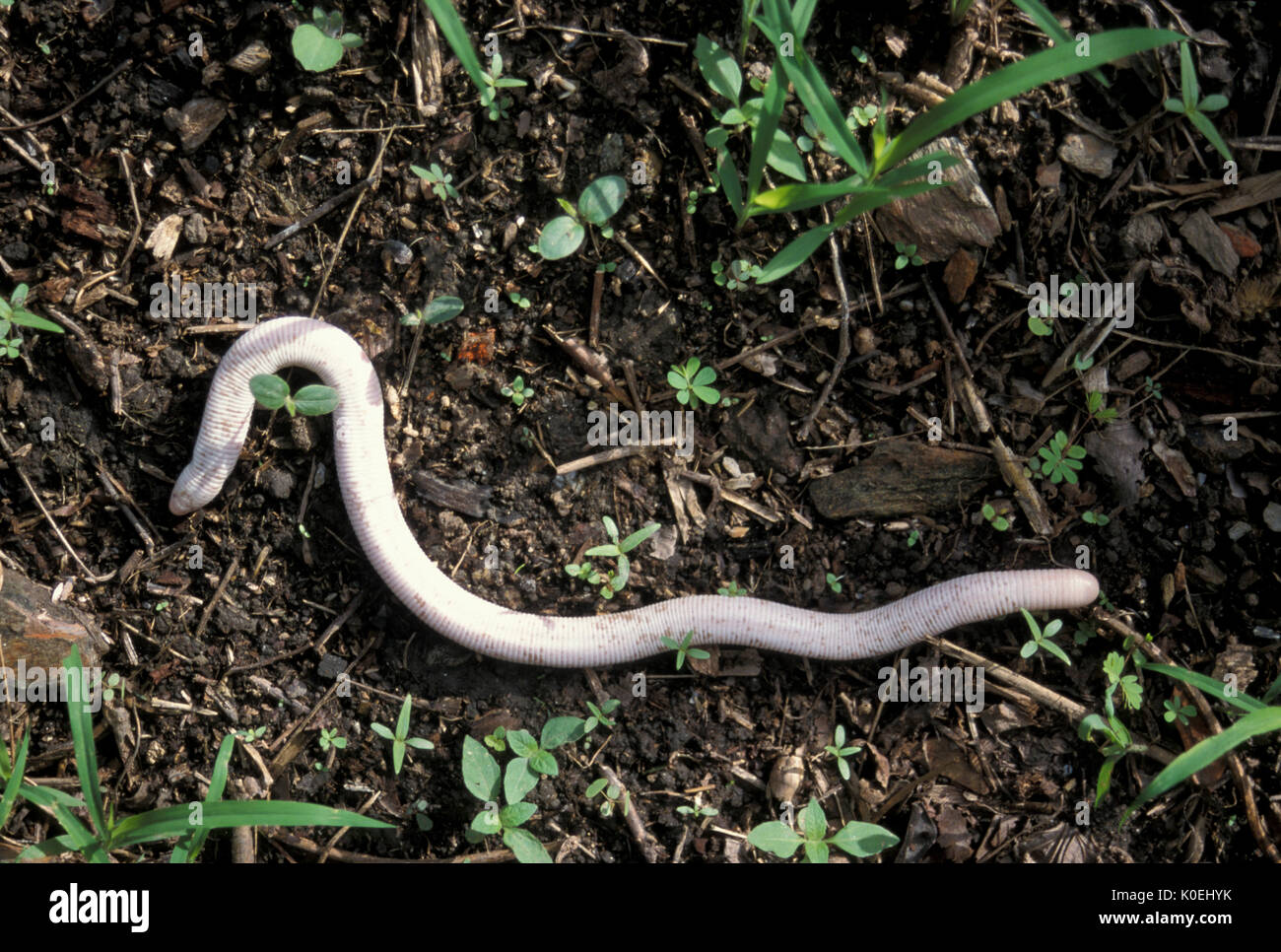 Blind Snake, Typhlopidae sp., Trinidad, on forest floor Stock Photo