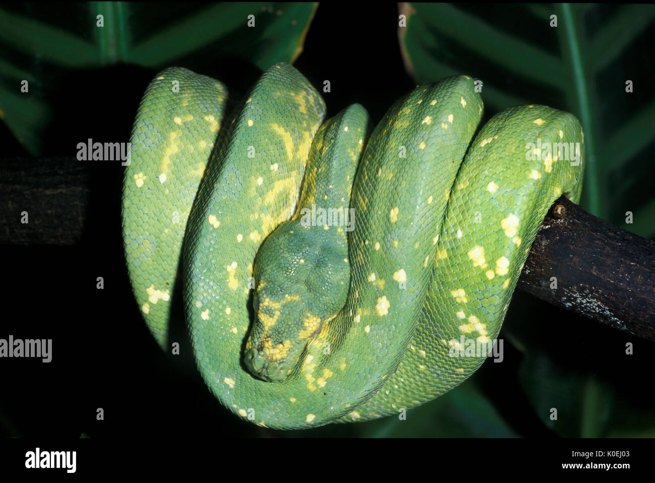 Green Tree Boa Snake, Corallus caninus,  Amazonia, South America, curled around branch Stock Photo