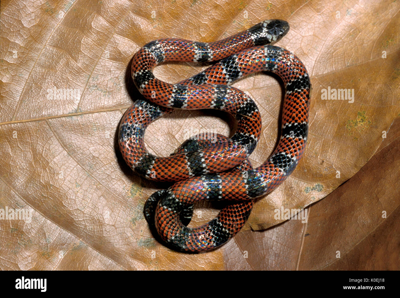 Coral Snake, Miccrurus corallinus, native to Brazil, Argentina, and Paraguay, venomous elapid snake, Painted coral snake captive, controlled situation Stock Photo
