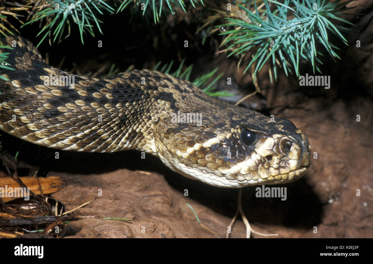 Eastern Diamondback Rattlesnake, Crotalus adamanteus, USA, venomous pit viper found in the southeastern United States, largest rattlesnake species, ca Stock Photo