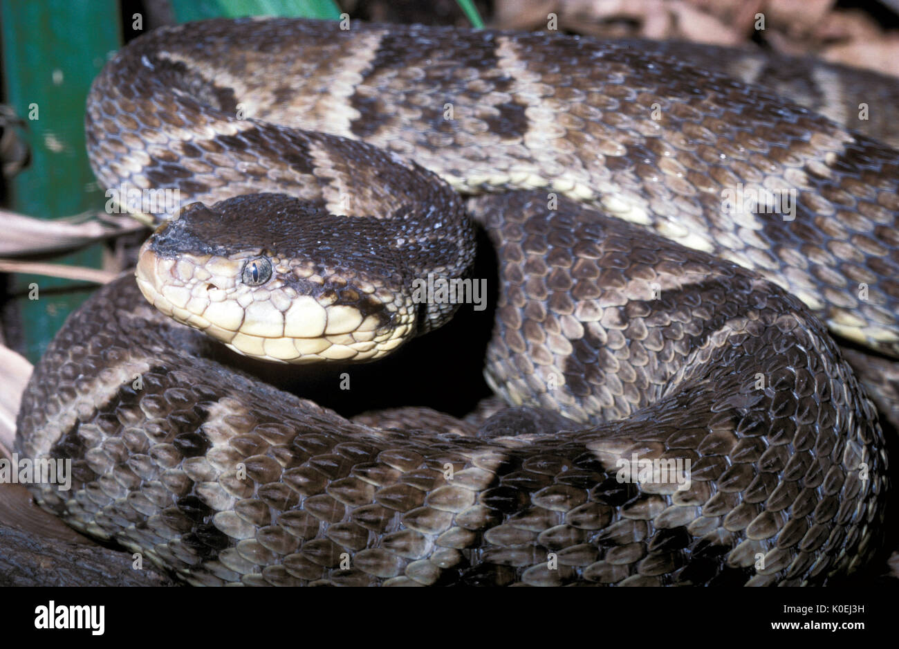 Fer de Lance Snake, Bothrops atrox, South America,  venomous pit viper species found in the tropical lowlands of northern South America east of the An Stock Photo