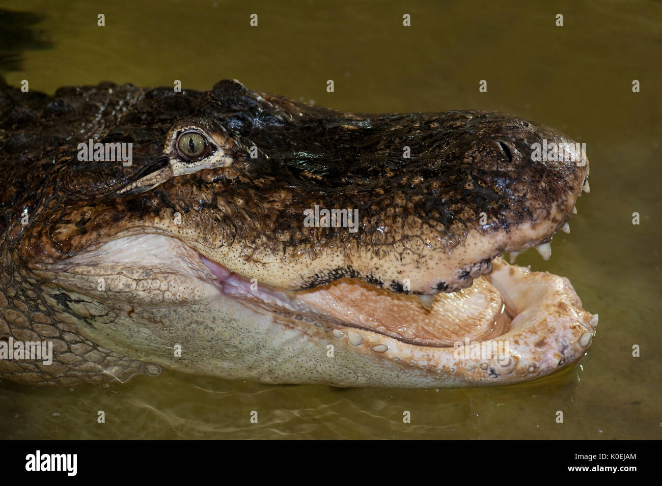 American Alligator, Alligator mississippiensis, Captive, close up with mouth open Stock Photo