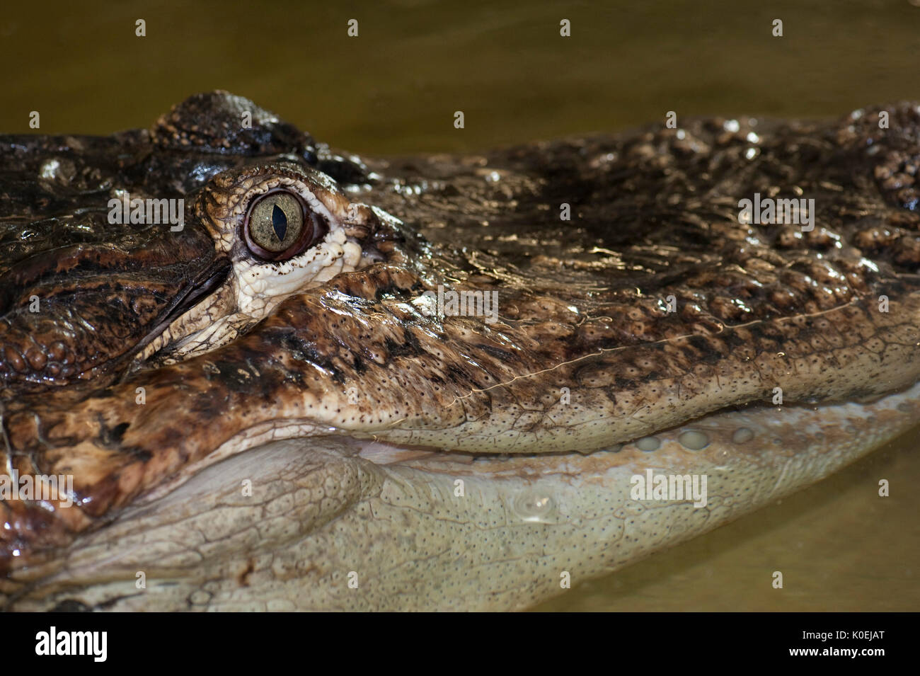 American Alligator, Alligator mississippiensis, Captive, close up showing eyes Stock Photo