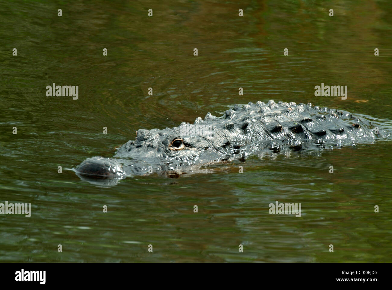 American Alligator, Alligator mississippiensis, swimming in water, Everglades National Park, predator Stock Photo