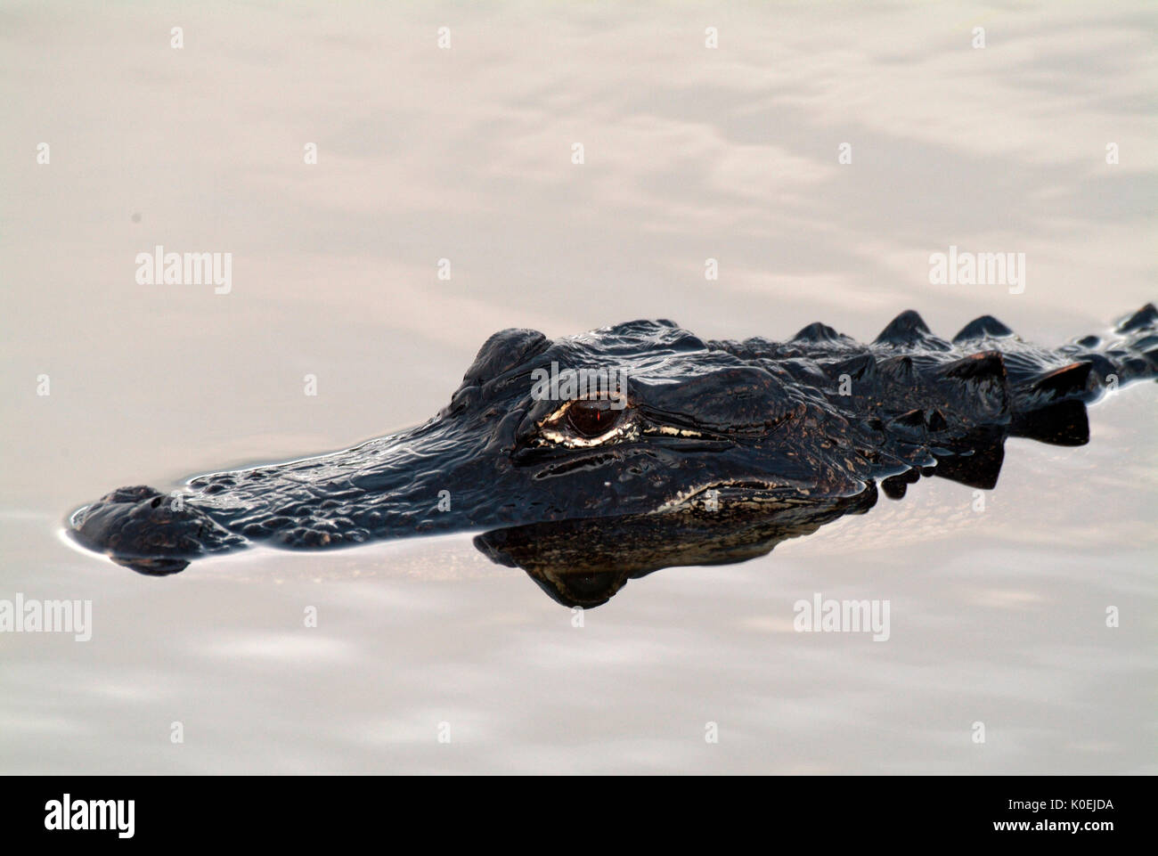 American Alligator, Alligator mississippiensis, portrait in evening light, floating in water, Everglades National Park, predator Stock Photo