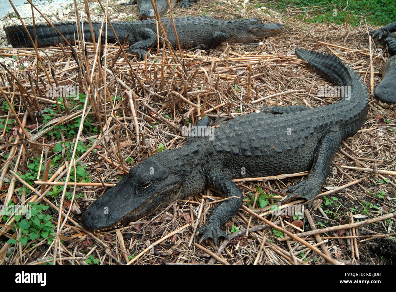 American Alligator, Alligator mississippiensis,adults resting on edge of bank, long tail, Everglades National Park, predator Stock Photo