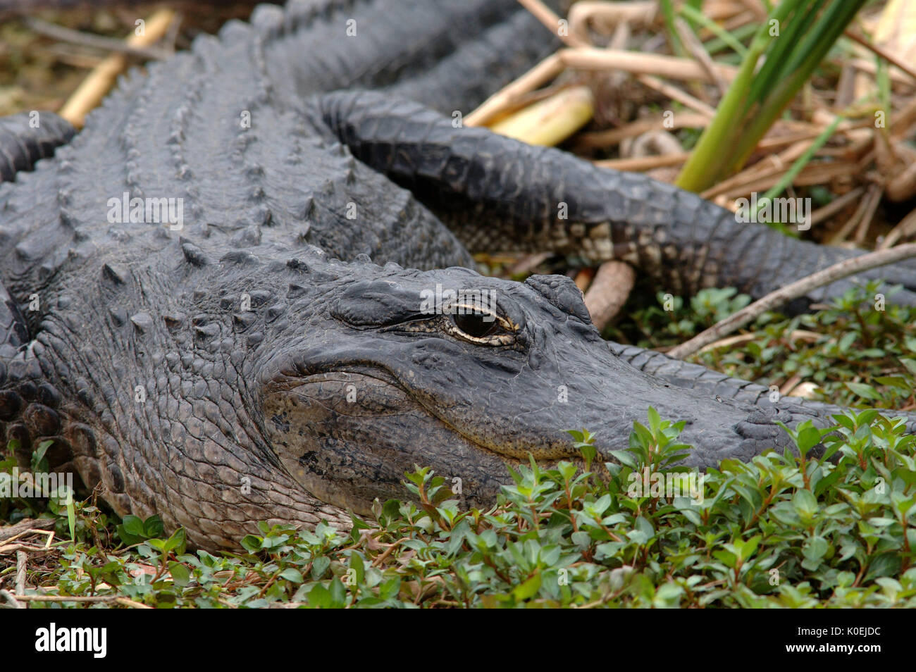 American Alligator, Alligator mississippiensis,adult resting on edge of bank, Everglades National Park, predator Stock Photo