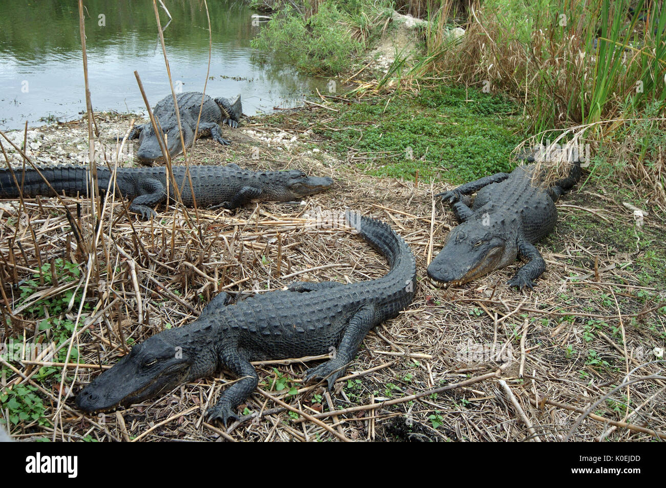 American Alligator, Alligator mississippiensis,adults resting on edge of bank, Everglades National Park, predator Stock Photo