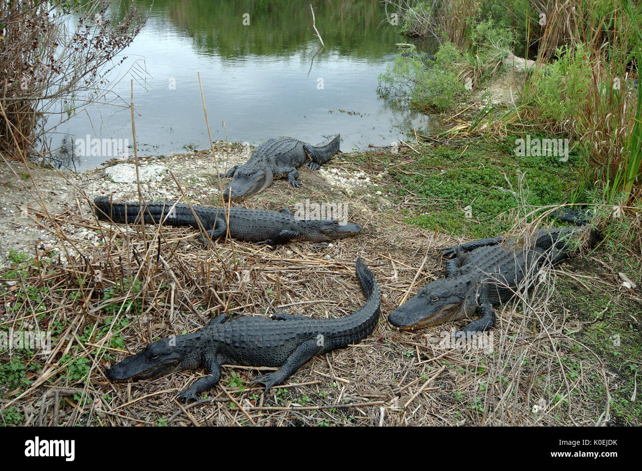 American Alligator, Alligator mississippiensis,  adults resting on edge of bank, Everglades National Park, predator Stock Photo