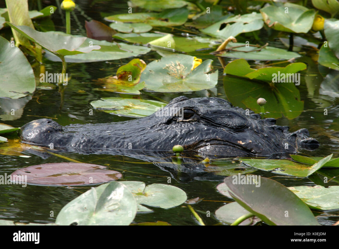 American Alligator, Alligator mississippiensis, in water amongst lily pads, Everglades National Park, predator Stock Photo