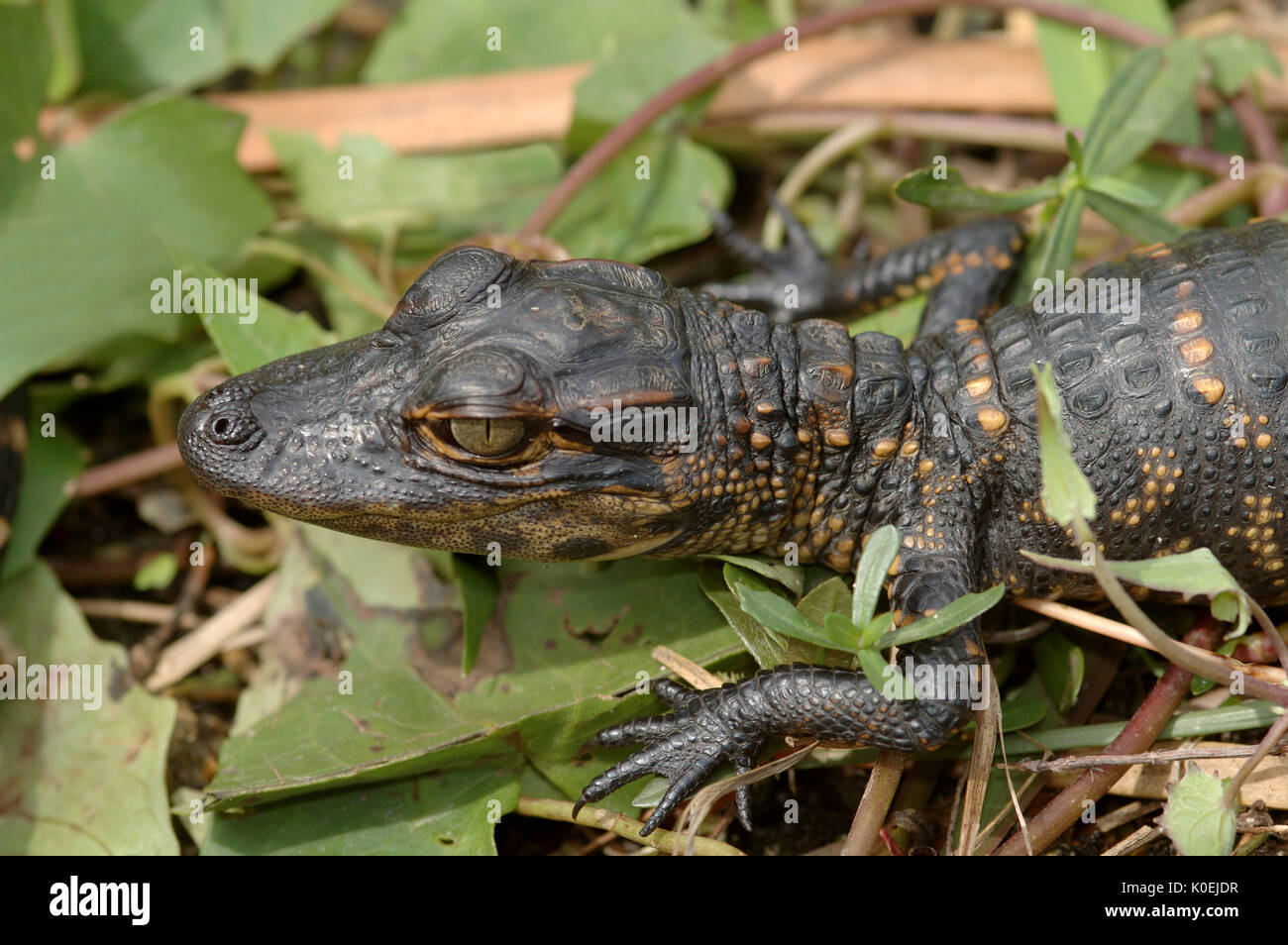 American Alligator, Alligator mississippiensis, young baby Everglades National Park, predator Stock Photo