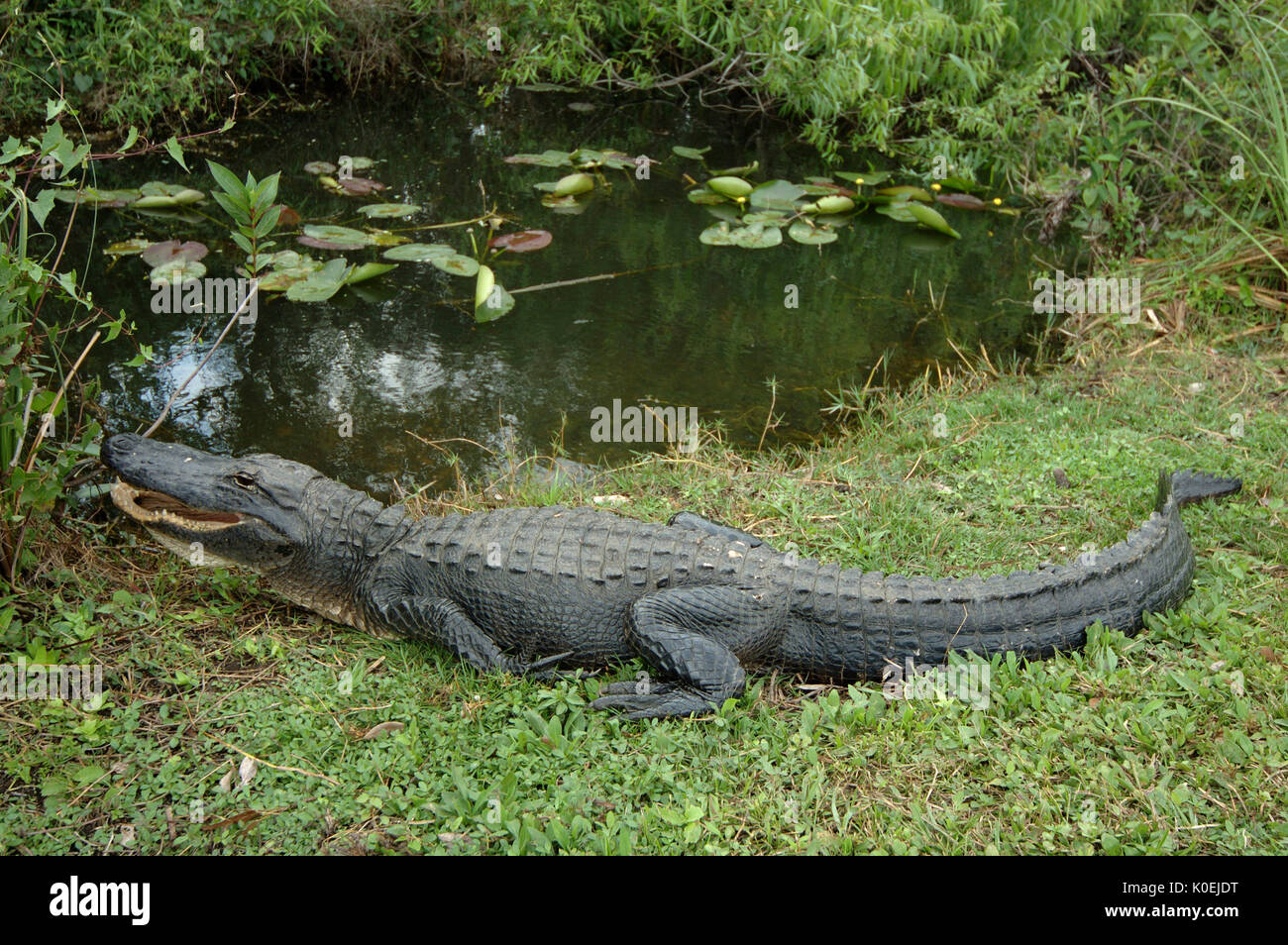 American Alligator, Alligator mississippiensis,adult resting on bank by water, Everglades National Park, predator Stock Photo