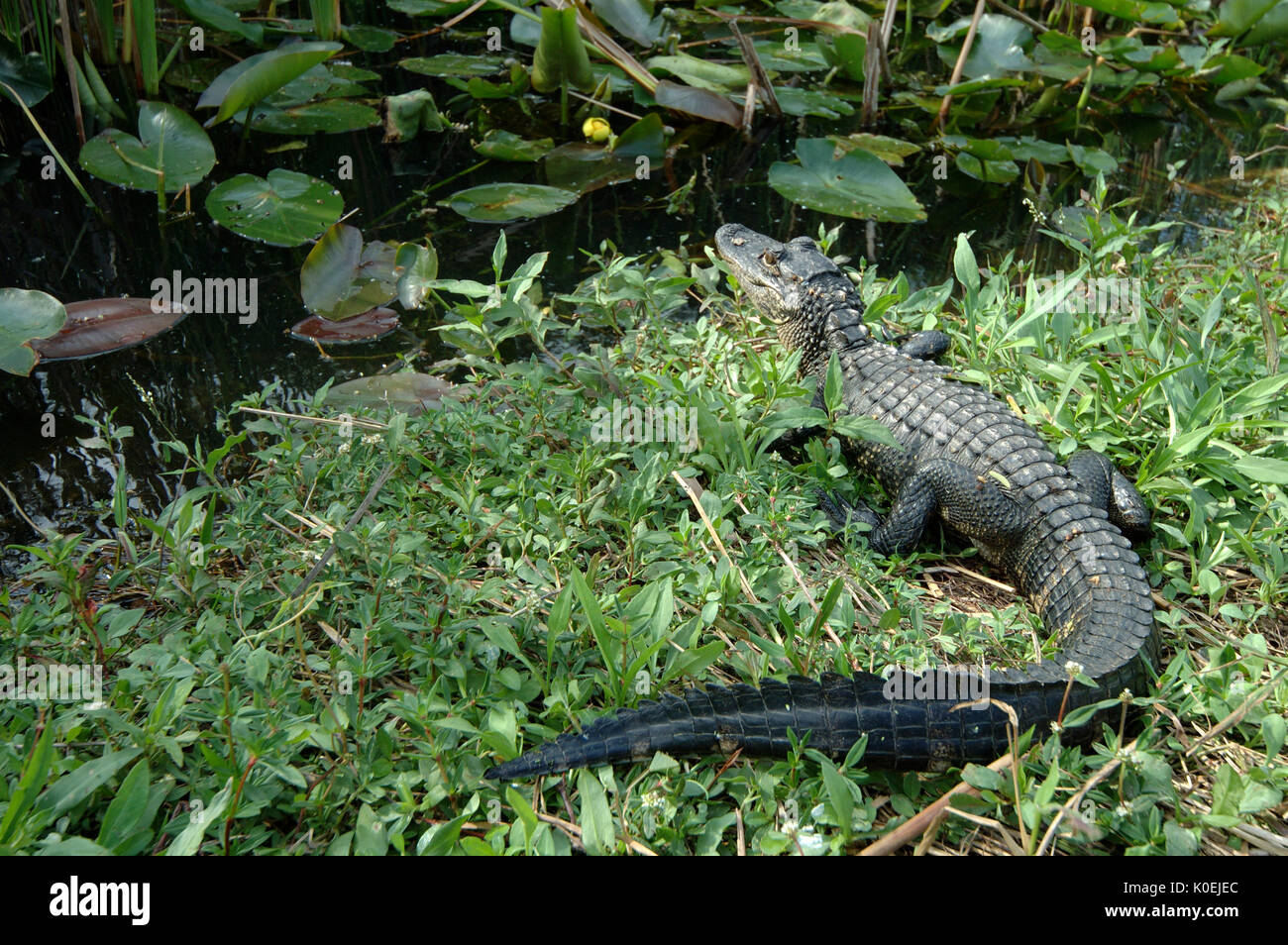 American Alligator, Alligator mississippiensis,adult resting on bank by water, Everglades National Park, predator Stock Photo