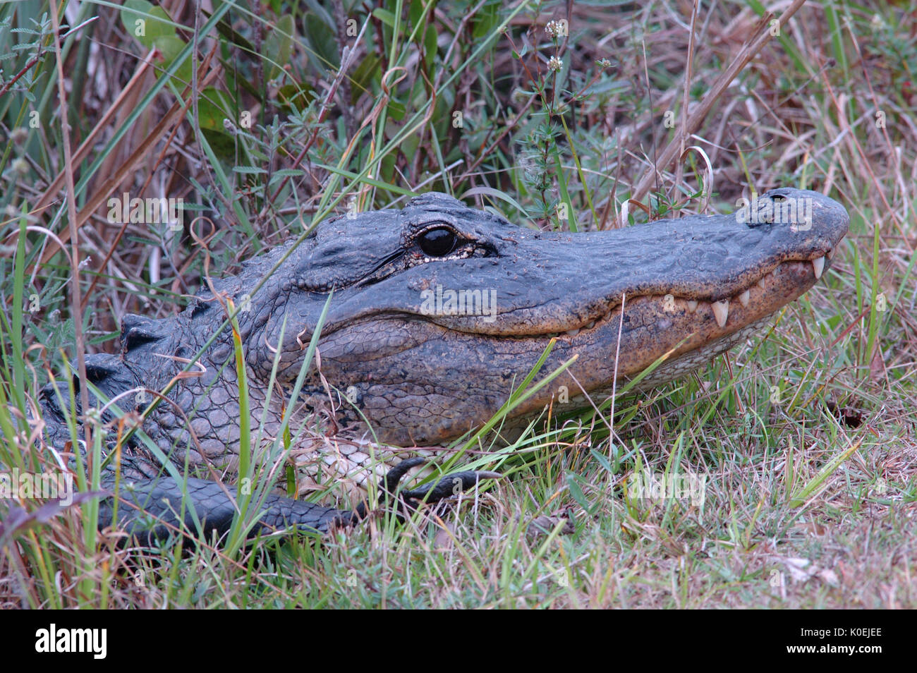 American Alligator, Alligator mississippiensis, adult resting on bank, portrait, Everglades National Park, predator Stock Photo