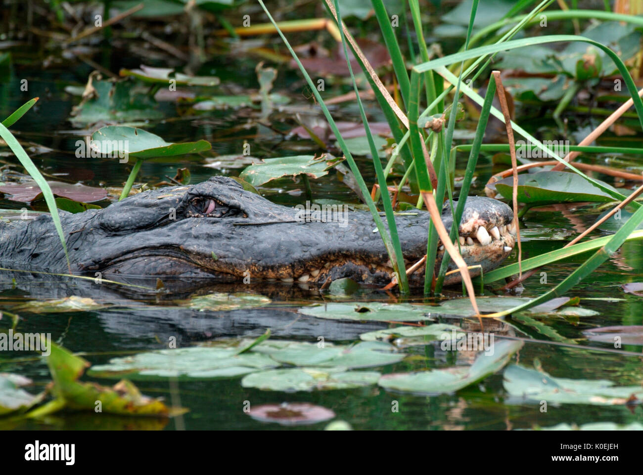 American Alligator, Alligator mississippiensis, adult in water, Everglades National Park, predator Stock Photo