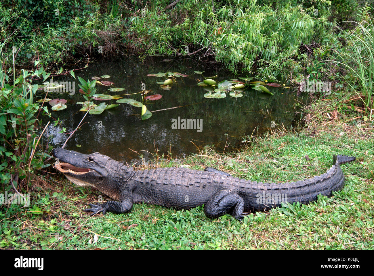 American Alligator, Alligator mississippiensis, adult resting on bank by water, Everglades National Park, predator Stock Photo