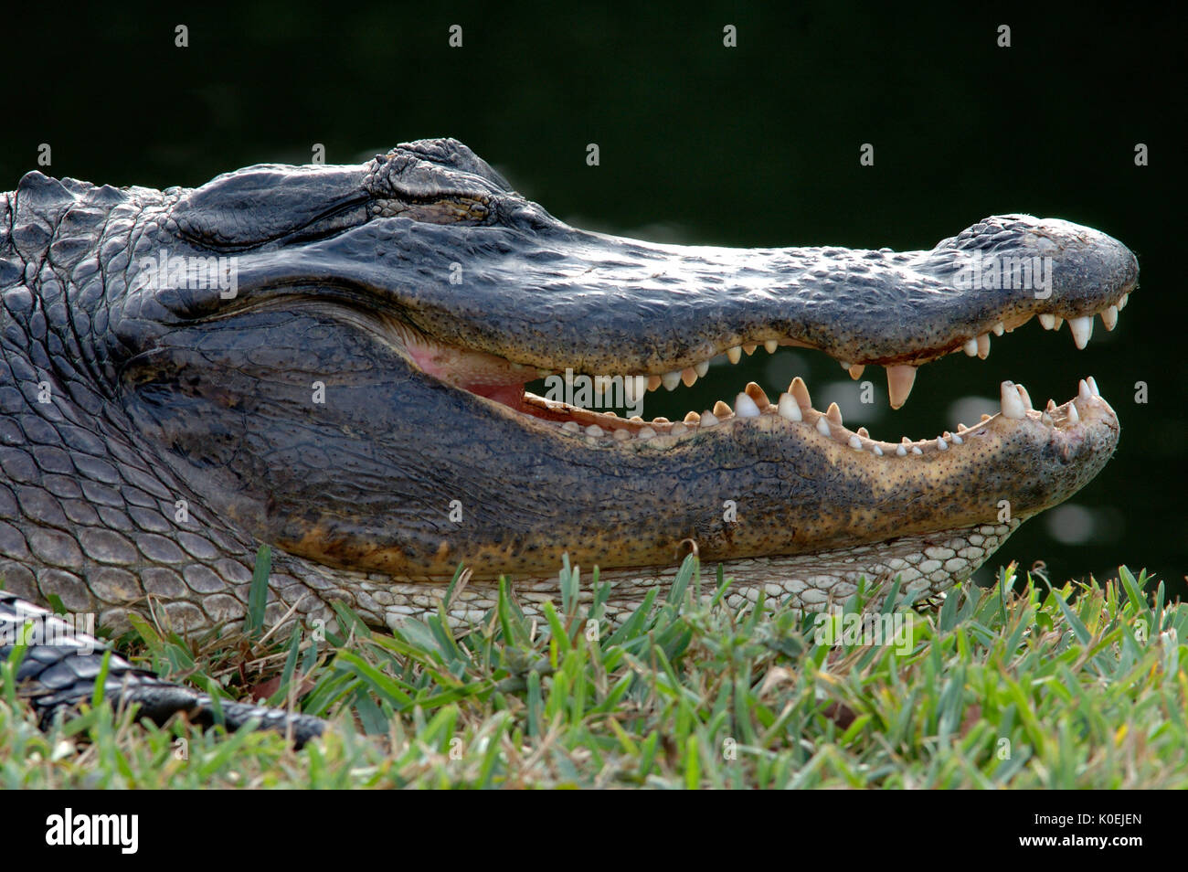 American Alligator, Alligator mississippiensis, adult resting on bank, portrait, with mouth open, teeth, Everglades National Park, predator Stock Photo