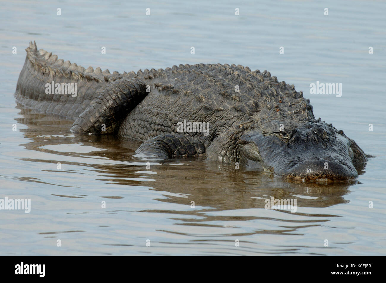 American Alligator, Alligator mississippiensis, adult resting in shallow water, Everglades National Park, predator Stock Photo