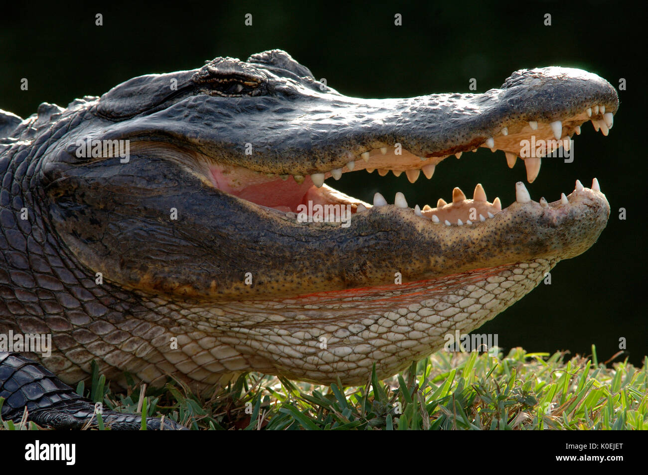 American Alligator, Alligator mississippiensis, adult resting on bank, portrait with mouth open, teeth, hissing, Everglades National Park, predator Stock Photo