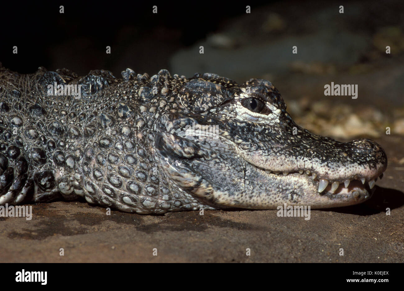 Chinese Alligator (Alligator sinensis) close up of face, showing eyes and teeth, captive Stock Photo