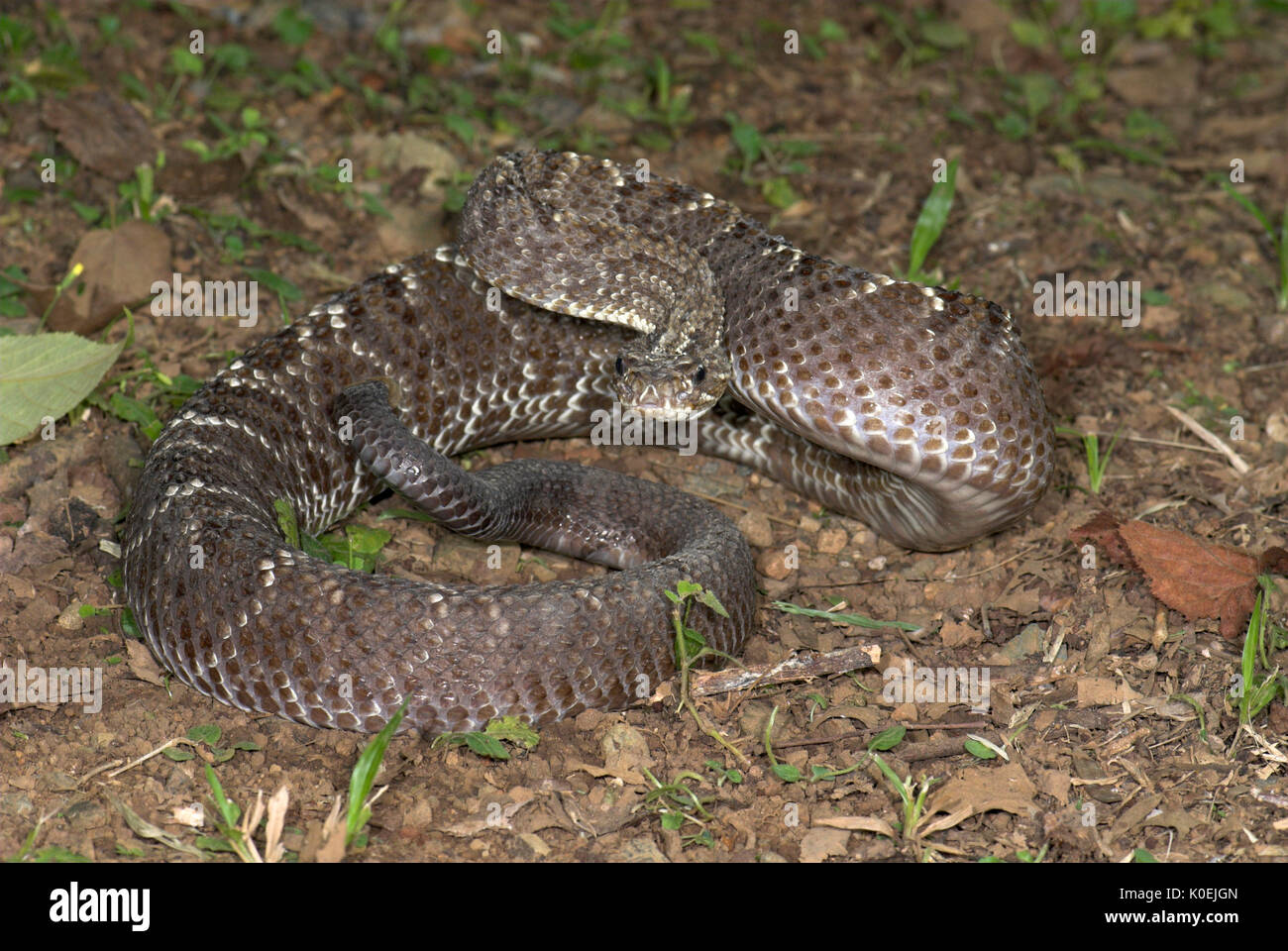Aggressive Rattling Aggressive pose hi-res stock photography and images - Alamy