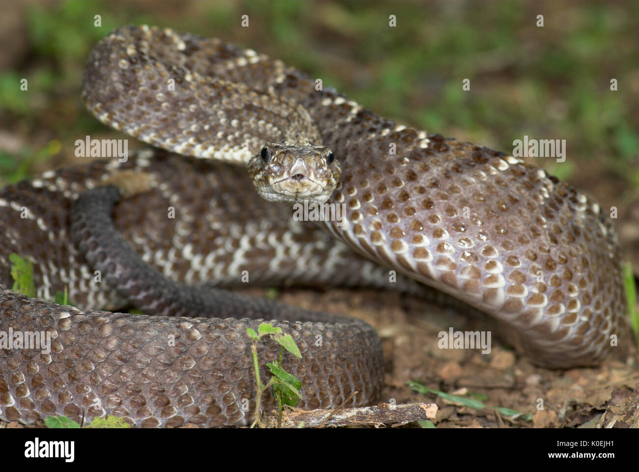 Uracoan Rattle Snake, Crotalus durissus vegrandis, found only in Venezuela in South America, defensive, aggressive pose, striking, noise, noisy, venem Stock Photo