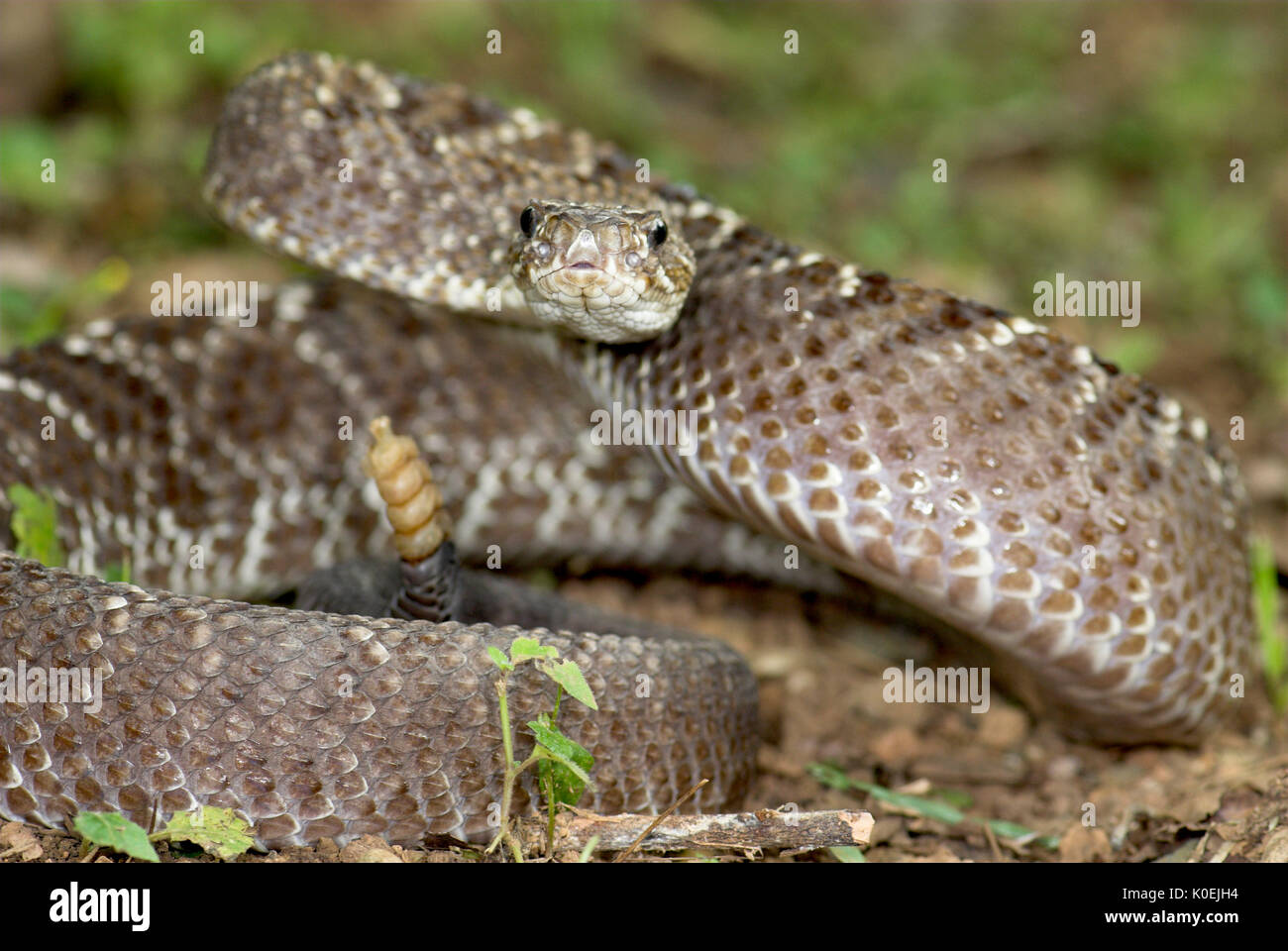 Uracoan Rattle Snake, Crotalus durissus vegrandis, found only in Venezuela in South America, defensive, aggressive pose, striking, noise, noisy, venem Stock Photo
