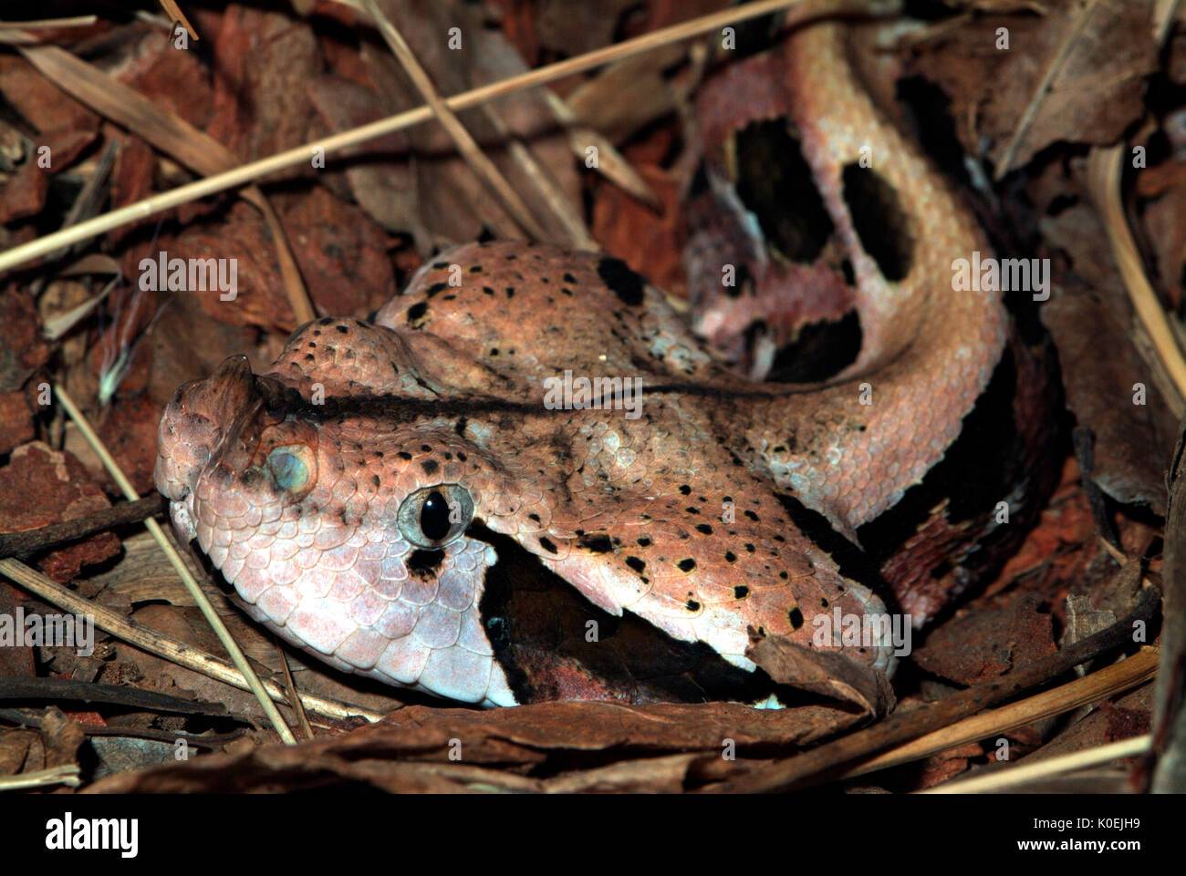 West African Gaboon Viper, Snake, Bitis gabonica rhinoceros, venemous, jungle, poisonous, brown pattern, camouflaged Stock Photo