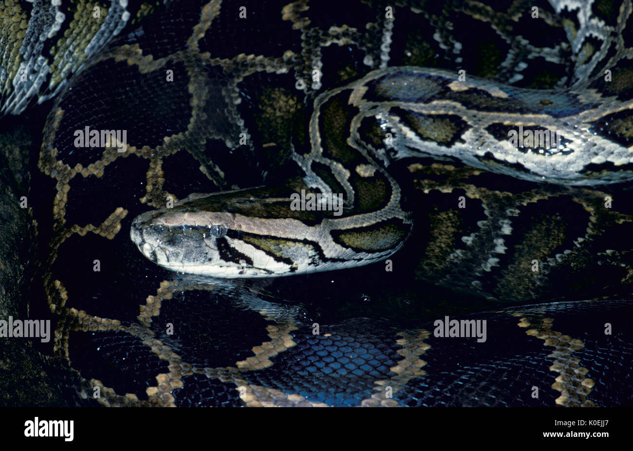 Skin with scales hi-res stock photography and images - Alamy