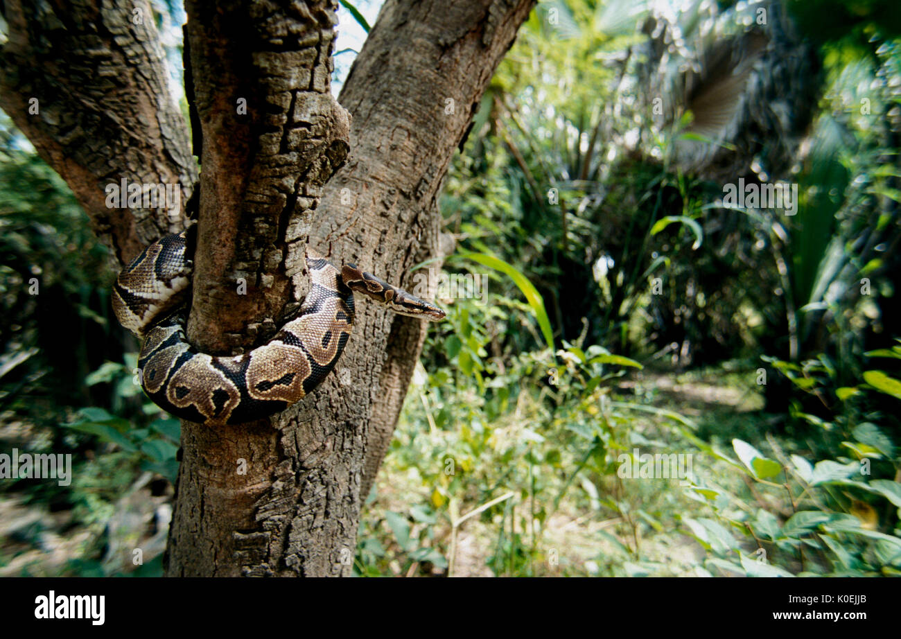 Royal Python, Python regius, curled around tree trunk, wide angle ...