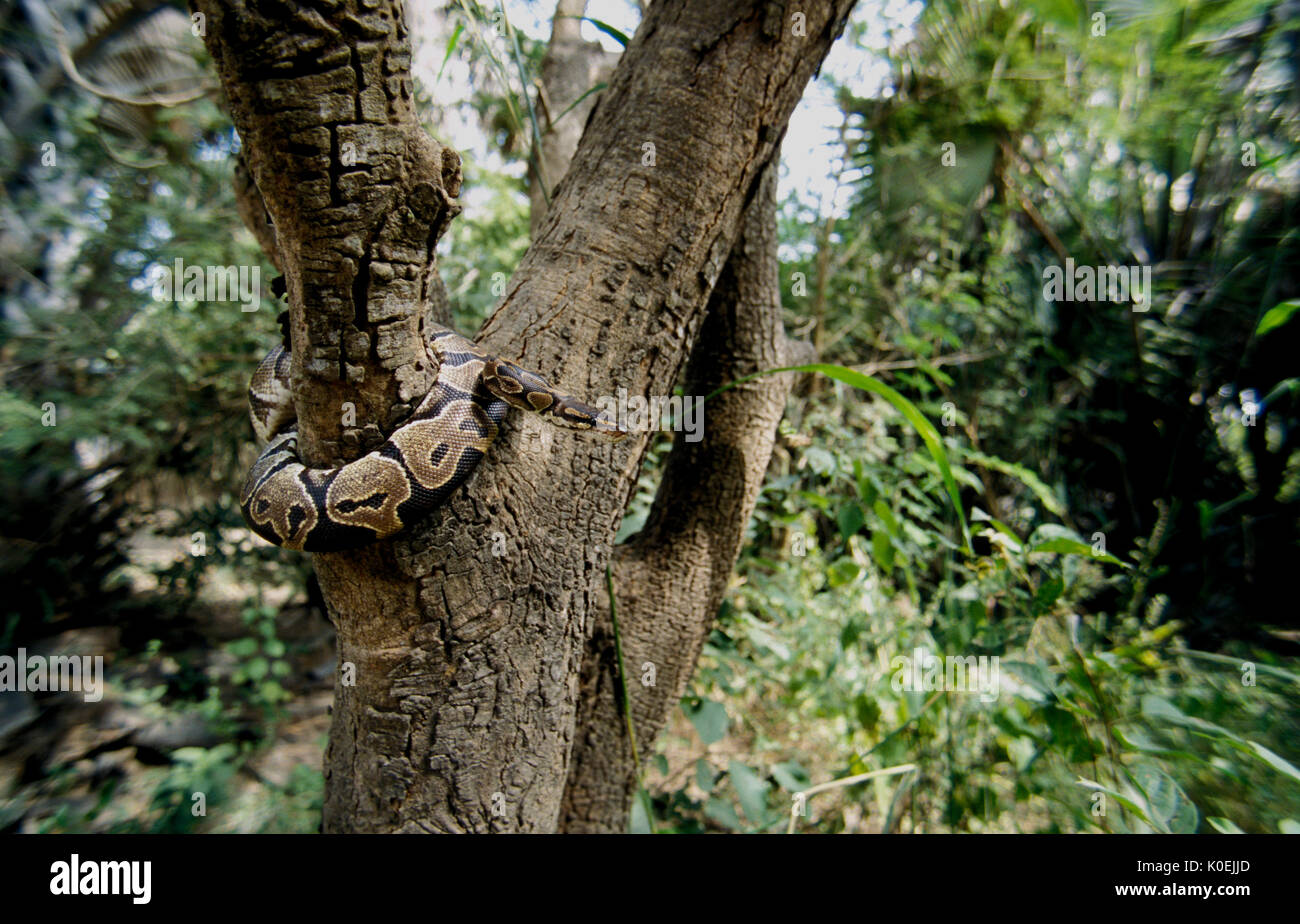 Royal Python, Python regius, curled around tree trunk, wide angle ...