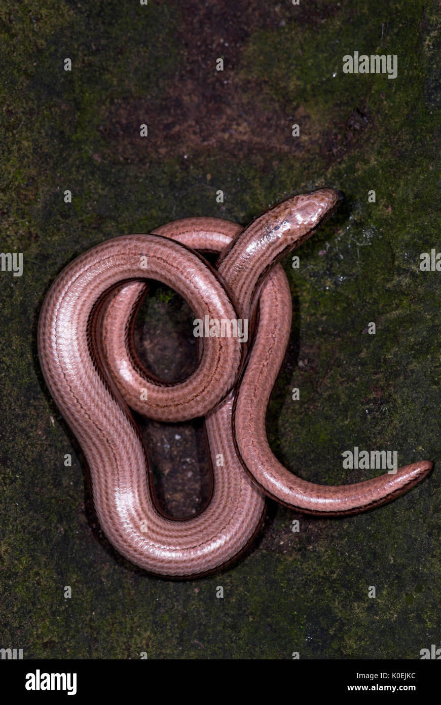 Creed instans at opfinde Slow worm Angulus fargilis, legless lizard, at edge of garden, basking in  sun to keep warm, cold blooded, curled up Stock Photo - Alamy