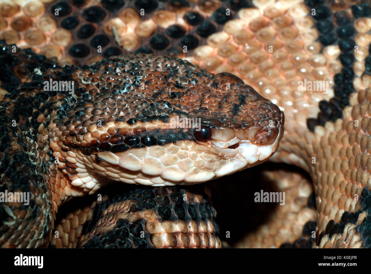 Bushmaster, Lachesis muta stenophrys, Central and South America, jungle, poisonous, venemous, Stock Photo
