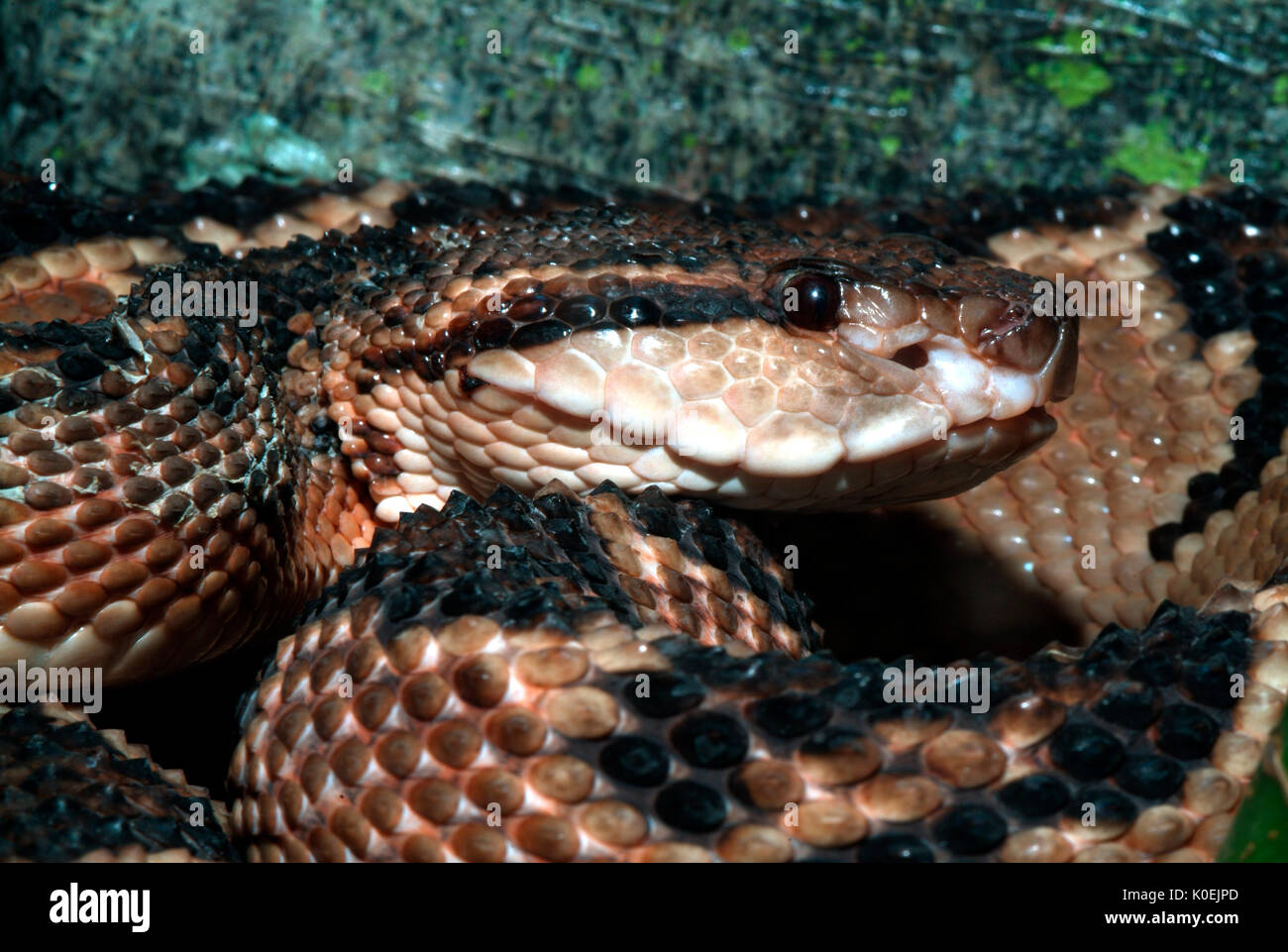 Bushmaster, Lachesis muta stenophrys, Central and South America, jungle, poisonous, venemous, Stock Photo