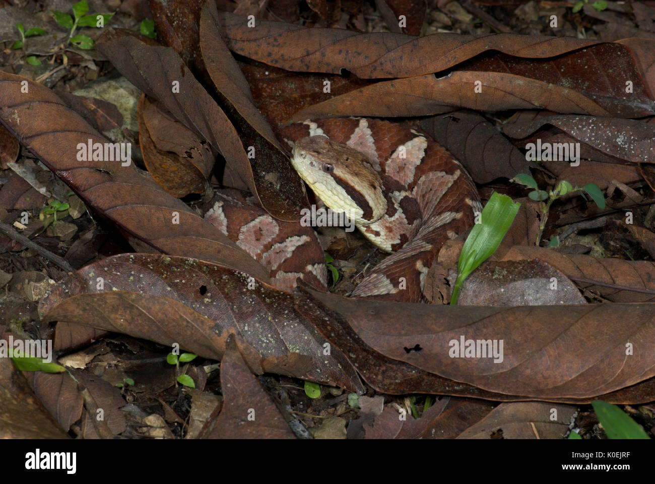 Jumping Pitviper Snake, Atropoides mexicanus, Central American ,jumping