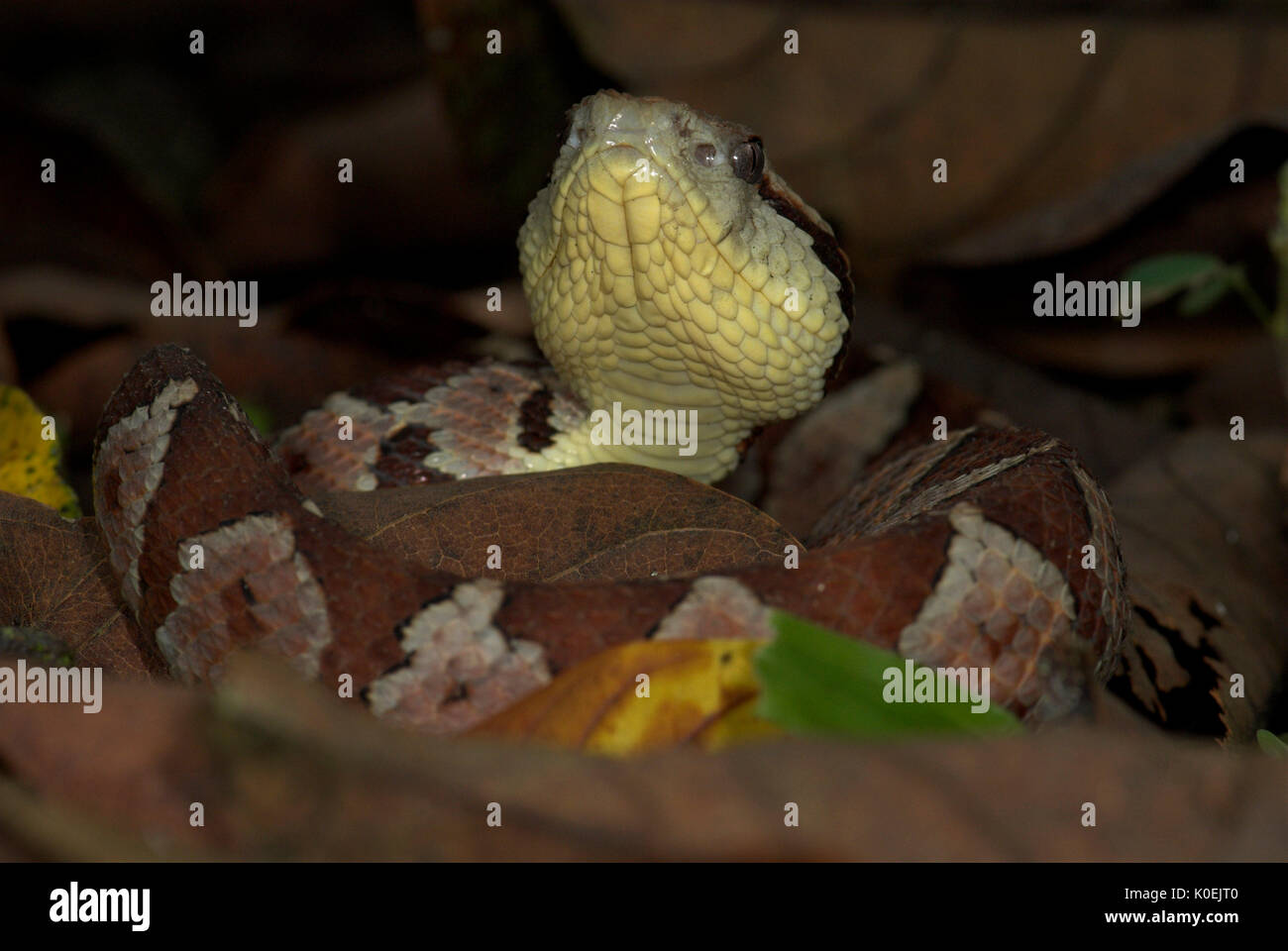 Jumping Pitviper Snake, Atropoides mexicanus, Central American ,jumping